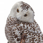 Чучело настенное "Полярная сова", фотография 1. Интернет-магазин ЛАВКА ПОДАРКОВ