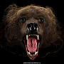 Шкура медведя (на подкладке), фотография 1. Интернет-магазин ЛАВКА ПОДАРКОВ