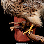 Чучело птицы "Кобчик" (семейство соколиных), фотография 5. Интернет-магазин ЛАВКА ПОДАРКОВ
