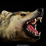 Шкура волка (Ковер из шкуры волка), фотография 3. Интернет-магазин ЛАВКА ПОДАРКОВ