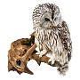 Чучело настенное "Сова уральская неясыть", фотография 2. Интернет-магазин ЛАВКА ПОДАРКОВ