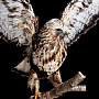 Чучело птицы "Канюк зимняк мохноногий", фотография 1. Интернет-магазин ЛАВКА ПОДАРКОВ