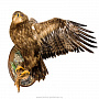 Чучело птицы "Степной орел", фотография 1. Интернет-магазин ЛАВКА ПОДАРКОВ