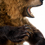 Настенное чучело "Медведь", фотография 8. Интернет-магазин ЛАВКА ПОДАРКОВ