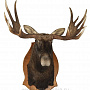 Чучело настенное "Голова лося", фотография 1. Интернет-магазин ЛАВКА ПОДАРКОВ