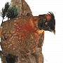 Настенное чучело птицы "Фазан. Трагопан Темминка", фотография 2. Интернет-магазин ЛАВКА ПОДАРКОВ