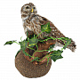 Чучело птицы "Сыч мохноногий", фотография 1. Интернет-магазин ЛАВКА ПОДАРКОВ