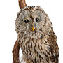 Чучело настенное "Сова уральская", фотография 2. Интернет-магазин ЛАВКА ПОДАРКОВ