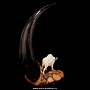 Скульптура из кости "Бизон" (рог бизона, бивень мамонта), фотография 4. Интернет-магазин ЛАВКА ПОДАРКОВ