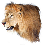 Настенное чучело "Голова льва"