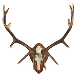  Рога марала, трофейные 