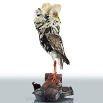  Чучело "Турухтан" настольное/настенное 