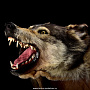 Шкура волка (ковер на подкладке), фотография 2. Интернет-магазин ЛАВКА ПОДАРКОВ