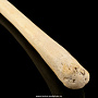 Чукотская булава из кости моржа, фотография 2. Интернет-магазин ЛАВКА ПОДАРКОВ