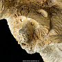 Панно настенное из кости "Медведи", фотография 7. Интернет-магазин ЛАВКА ПОДАРКОВ