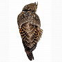Настенное чучело птицы "Сова ушастая", фотография 3. Интернет-магазин ЛАВКА ПОДАРКОВ