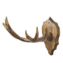 Таксидермия. Рога лося под вешалку на медальоне, фотография 4. Интернет-магазин ЛАВКА ПОДАРКОВ
