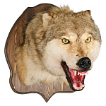 Таксидермия. Чучело настенное "Голова волка"