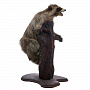 Чучело настольное "Енот-полоскун", фотография 3. Интернет-магазин ЛАВКА ПОДАРКОВ