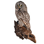 Таксидермия. Чучело настенное "Неясыть бородатая", фотография 1. Интернет-магазин ЛАВКА ПОДАРКОВ