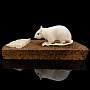 Скульптура из кости "Мышь на хлебе". Кость мамонта, рог лося, фотография 2. Интернет-магазин ЛАВКА ПОДАРКОВ
