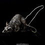 Эксклюзивная авторская скульптура "Карета Золушки со свитой", фотография 2. Интернет-магазин ЛАВКА ПОДАРКОВ