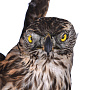Чучело настенное "Ястреб-тетеревятник", фотография 3. Интернет-магазин ЛАВКА ПОДАРКОВ
