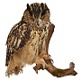 Настенное чучело птицы "Филин", фотография 2. Интернет-магазин ЛАВКА ПОДАРКОВ