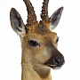 Чучело настенное "Голова косули", фотография 3. Интернет-магазин ЛАВКА ПОДАРКОВ
