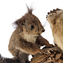 Чучело настенное "Куница с белкой", фотография 4. Интернет-магазин ЛАВКА ПОДАРКОВ
