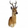 Чучело настенное "Голова косули", фотография 4. Интернет-магазин ЛАВКА ПОДАРКОВ