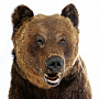 Чучело настенное "Голова медведя", фотография 4. Интернет-магазин ЛАВКА ПОДАРКОВ