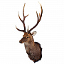 Настенное чучело "Голова пятнистого оленя", фотография 6. Интернет-магазин ЛАВКА ПОДАРКОВ