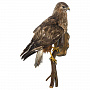 Настенное чучело птицы "Канюк обыкновенный", фотография 5. Интернет-магазин ЛАВКА ПОДАРКОВ