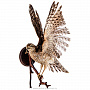Чучело птицы "Копчик с раскрытыми крыльями", фотография 1. Интернет-магазин ЛАВКА ПОДАРКОВ