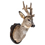 Чучело настенное "Голова косули", фотография 1. Интернет-магазин ЛАВКА ПОДАРКОВ