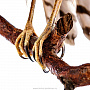 Чучело птицы "Копчик с раскрытыми крыльями", фотография 5. Интернет-магазин ЛАВКА ПОДАРКОВ
