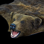 Шкура бурого медведя, фотография 2. Интернет-магазин ЛАВКА ПОДАРКОВ