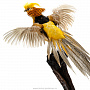Чучело настенное "Лимонный фазан", фотография 6. Интернет-магазин ЛАВКА ПОДАРКОВ