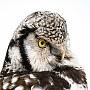 Чучело настенное "Ястребиная сова", фотография 5. Интернет-магазин ЛАВКА ПОДАРКОВ