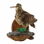 Чучело настенное "Вальдшнепа на грибе", фотография 4. Интернет-магазин ЛАВКА ПОДАРКОВ