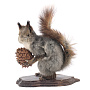 Чучело настольное "Белка с шишкой", фотография 7. Интернет-магазин ЛАВКА ПОДАРКОВ