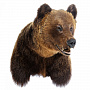 Чучело настенное "Голова медведя", фотография 1. Интернет-магазин ЛАВКА ПОДАРКОВ