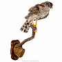 Чучело птицы "Копчик с закрытыми крыльями", фотография 1. Интернет-магазин ЛАВКА ПОДАРКОВ