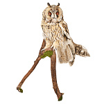 Настенное чучело птицы "Сова ушастая"