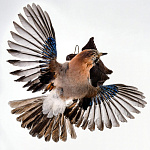 /УПРВ Таксидермия Чучело "СОЙКА" настенное