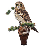  ЧУЧЕЛО ПТИЦЫ "СОВА БОЛОТНАЯ" 