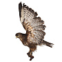 Таксидермия. Чучело настенное "Канюк обыкновенный", фотография 1. Интернет-магазин ЛАВКА ПОДАРКОВ