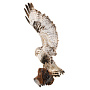 Чучело птицы настенное "Канюк-зимняк", фотография 3. Интернет-магазин ЛАВКА ПОДАРКОВ