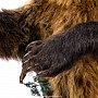 Настенное чучело "Медведь", фотография 4. Интернет-магазин ЛАВКА ПОДАРКОВ
